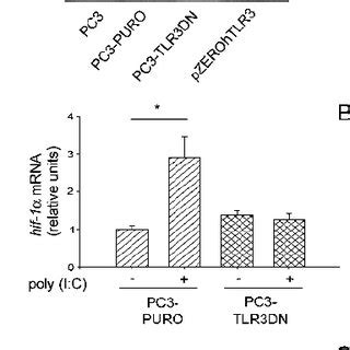 Poly I C treatment induces time and dose dependent HIF α nuclear Download Scientific