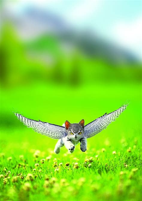 The rare and legendary Owlcat - Imgur | Weird animals ...