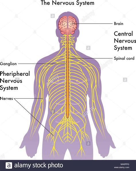 The central nervous system is made up of the brain and spinal cord. Nervous System Diagram High Resolution Stock Photography and Images - Alamy