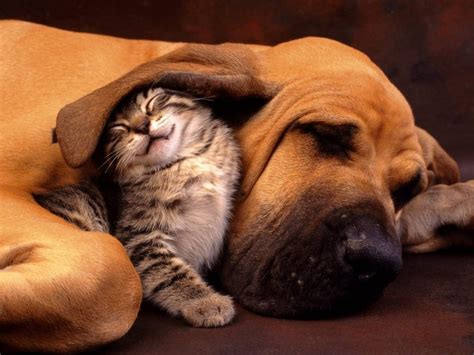 Funny And Cute Cats Cute Cats And Dogs Pictures