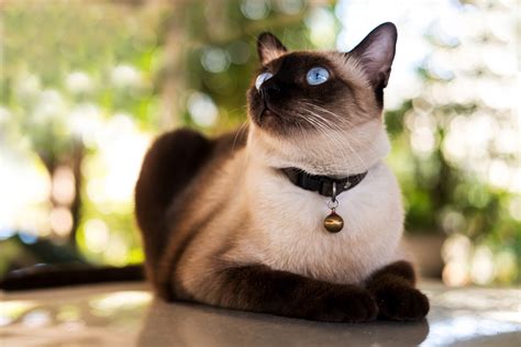 Chocolate Point Siamese All You Need To Know About These Rare Cats