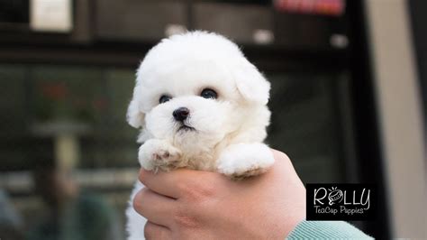 Doll Face Cute White Bichon Ace Rolly Teacup