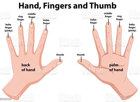 Diagram Showing Human Hands Stock Illustration Download Image Now