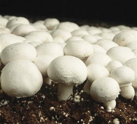 Button Mushrooms Cultivation Agaricus Bisporus Agro Environment