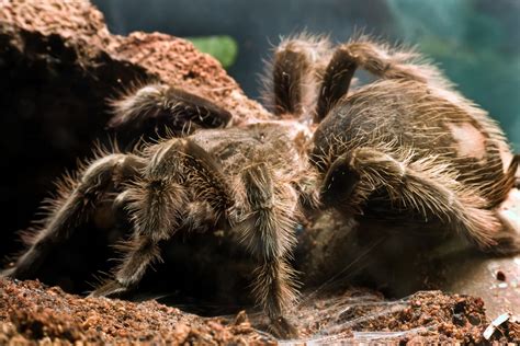 Wikipedia states that camel spiders are often told in urban legends where their size is exaggerated, hence you're belief they are bigger. 10 Places to Find the World's Deadliest Spiders