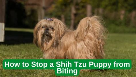How To Stop A Shih Tzu Puppy From Biting