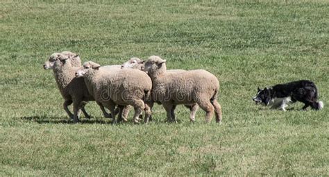 Border Collie Herding Sheep Close Up Stock Photo Image
