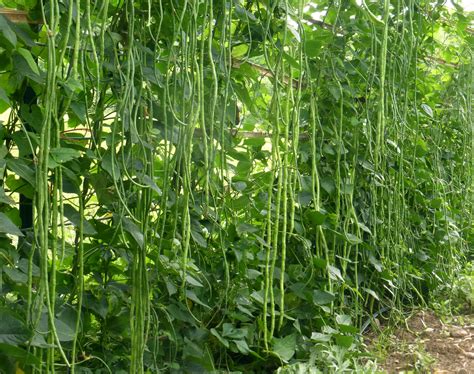 Green Pod Red Seed Asparagus Yardlong Bean 7 G Southern Exposure
