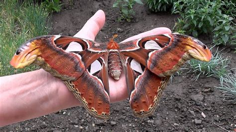 Not the atlas moth the luna moth. Attacus atlas,Atlasspinner,Atlas moth ♀ - YouTube