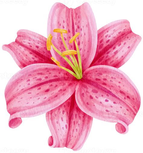 Pink Lily Flowers Watercolor Illustration 9785948 Png