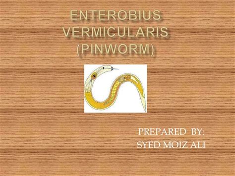Enterobius Vermicularispinworm