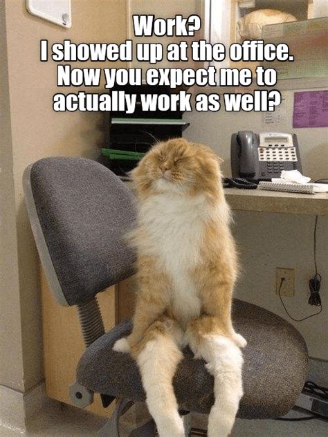 Work Lolcats Lol Cat Memes Funny Cats Funny Cat Pictures