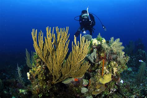 Find The Best Belize Scuba Diving Resorts Packages
