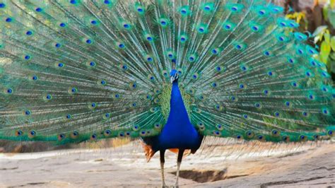 Can Peacocks Fly Information And Facts Exotella