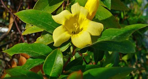 South Carolina State Flower The Yellow Jessamine Proflowers Blog