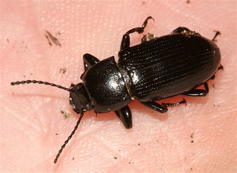 Darkling Beetle Centronopus Calcaratus Bugguidenet