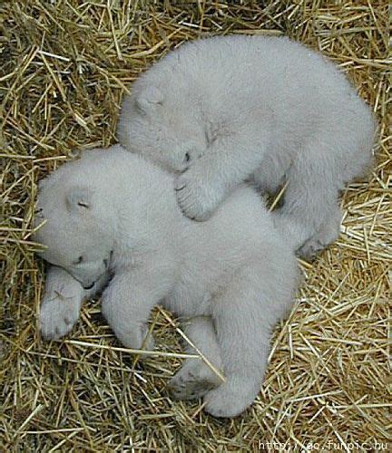 Baby Polar Bears Sleeping~ かわいい動物の赤ちゃん、シロクマ 赤ちゃん、シロクマ