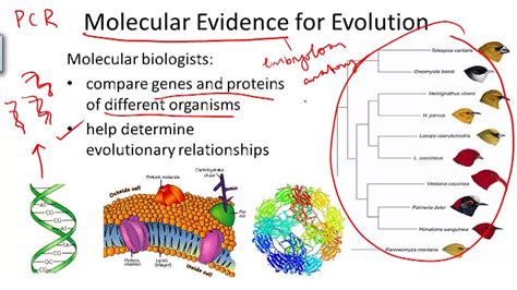 Evidence For Evolution Ck 12 Foundation