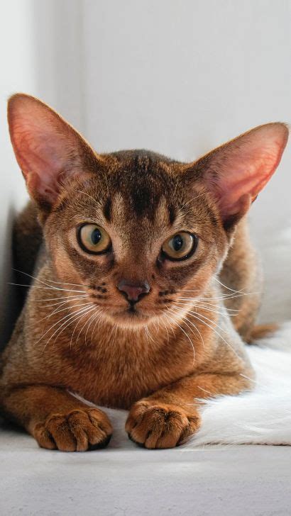 A Guide To Top 10 Cat Breeds With Big Ears Find Out Which Domestic Cat