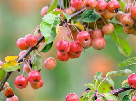 Are Crab Apple Trees Really That Special 2023 Guide Growing Magazine