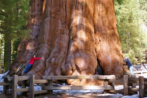 Sequoiadendron Giganteum The Giant Sequoia Happy Botanist