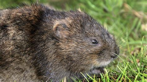 Water Voles National Trust Releasing 100 In Yorkshire Dales Bbc News