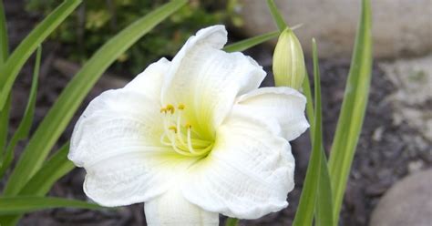 The Gardens Of Petersonville White Daylily
