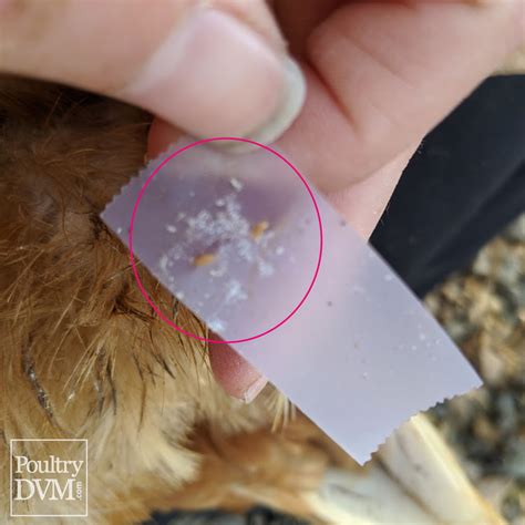 Lice Infestation In Chickens
