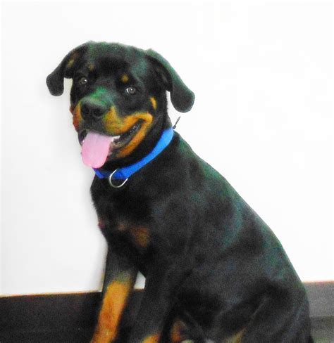 At six months old, your puppy is considered to be an adolescent. Leo - The Rottweiler: 6 Months Old Rottweiler Puppy Pics