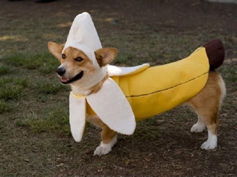 Banana Wearing A Dog Costume Pics