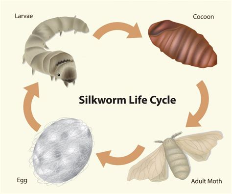 A Beginners Guide To Silkworms Everything You Need To Know