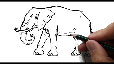 Cómo Dibujar Un Elefante A Lápiz Fácil Paso A Paso Explicado Youtube