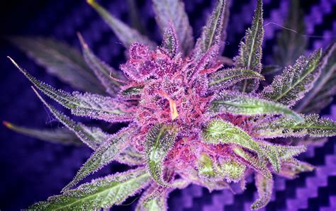 10 Purp Weed Strains That Are Stuff Stoners Like