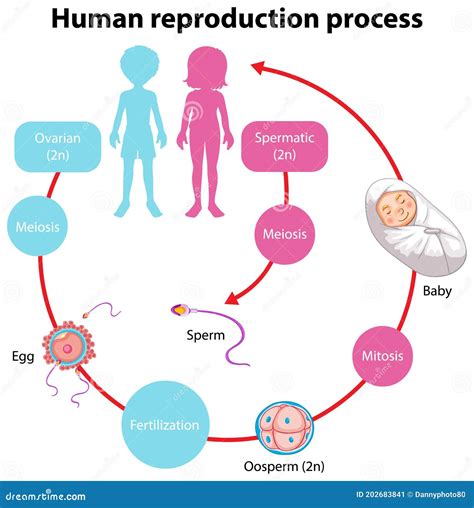 Reproduction Process Of Human Infographic Stock Vector Illustration