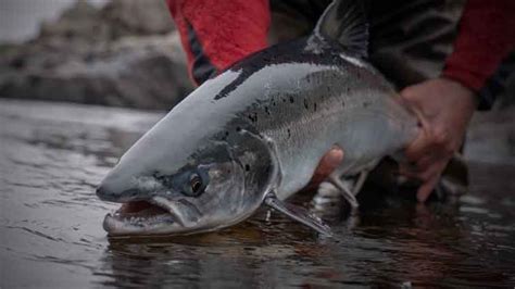 Fly Fishing Salmon Tips To Determine The Best Fly For Your Needs