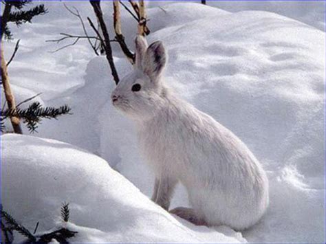 Pin By Gayle Lentz On Snow White Animals Snowshoe Hare Rabbit
