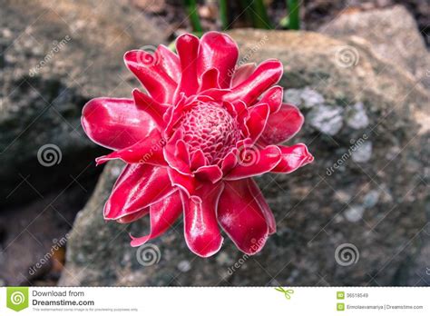 Ginger Flower In Wild Tropical Rainforest Royalty Free Stock Images