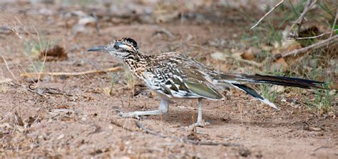See full list on discover.hubpages.com NW Bird Blog: Greater Roadrunner