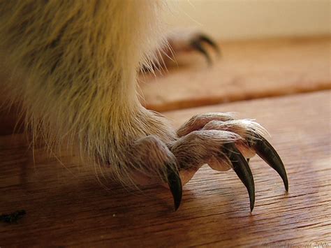 Claws Of Doom Flickr Photo Sharing