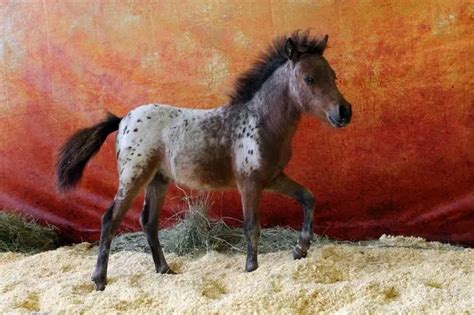 Miniature Horse Breeds List Revealed Best Horse Rider