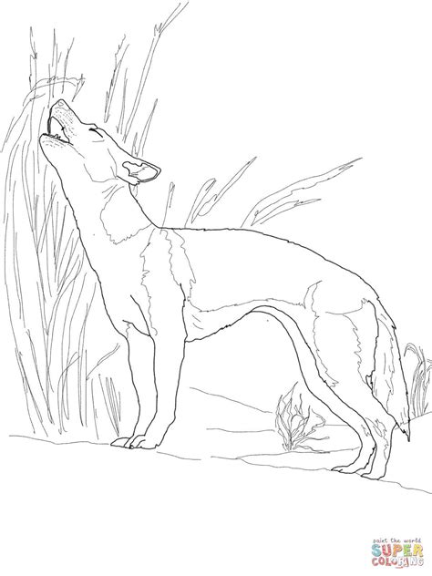 Dhole Coloring Page Coloring Pages