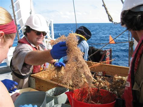 Marine Ecology Geoscience Australia