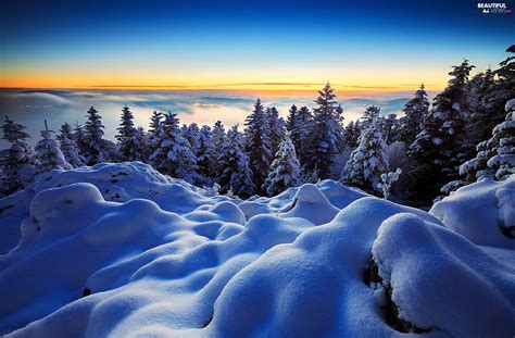 Winter Great Sunsets Forest Beautiful Views Wallpapers 1920x1260