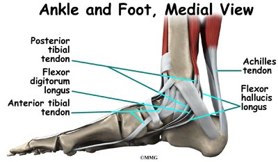 Understanding anatomy ligaments and tendons are fibrous bands of connective tissue that attach to bone. Flat Feet | eOrthopod.com