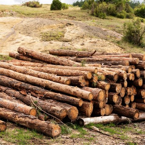 Pine Wood Logs Pine Wood Logs Supplierpine Wood Logs Exportertrader