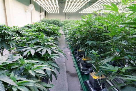 Cannabis Veg Room Design Best Practices Surna Cultivation Technologies