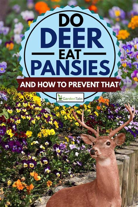 In addition to these plants deer actually eat, your other vegetables might be destroyed by the deer who walk freely in your garden. Do Deer Eat Pansies? And How to Prevent That - Garden Tabs