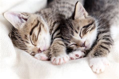 Two Small Striped Domestic Kittens Sleeping At Home Lying On Bed White Blanket Funny Pose Cute