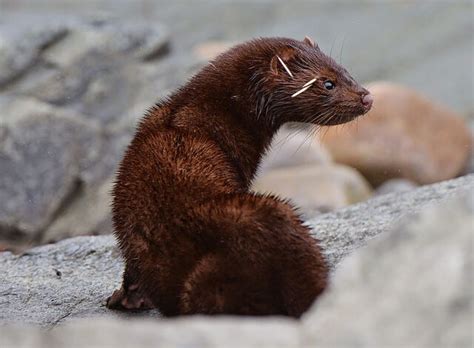 You would think that after living in the maine woods for a number of years, one would adapt to the sound of nature. Fisher Cats | Tilly's Nest