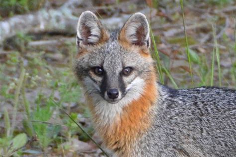 Gray Fox In Alabama Photo By Tim Rowe Grey Fox Animals Beautiful